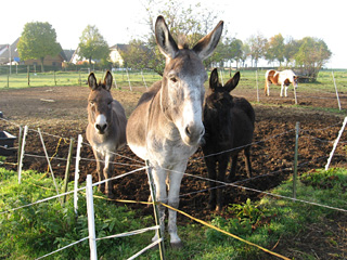 Esel_Farm.jpg Esel_Farm.jpg